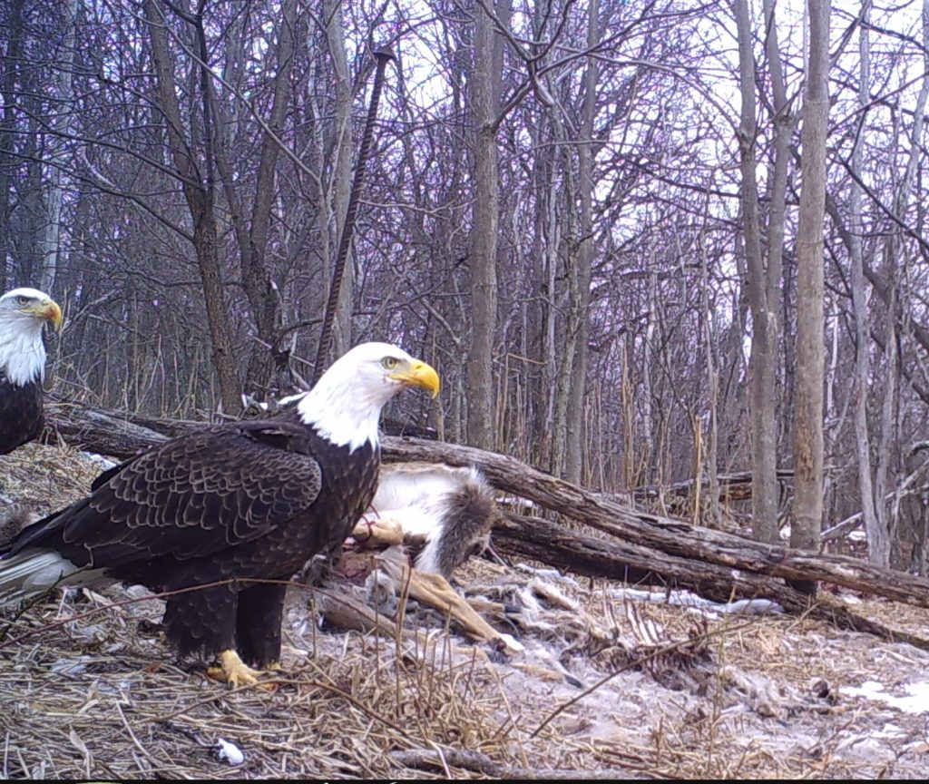 Two bald eagles in a forest