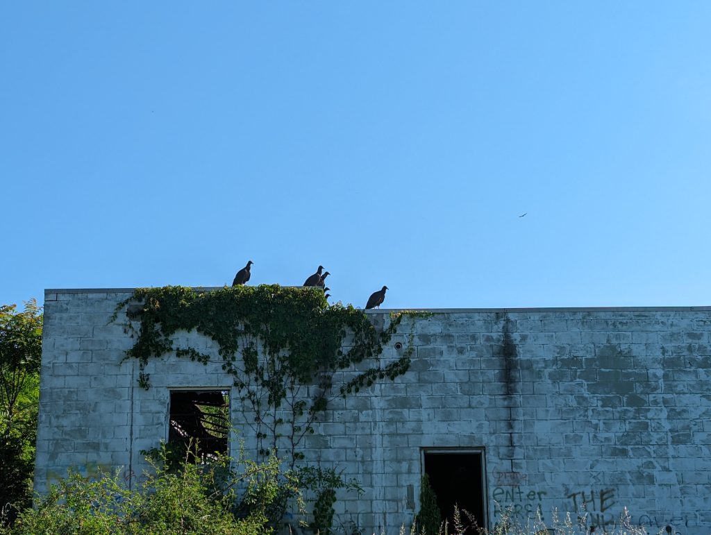 Vultures roost on an abandoned factory building, covered in vines.