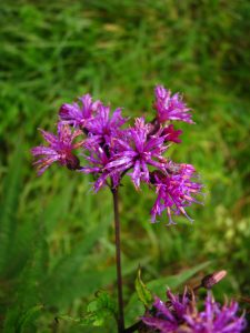 Photo of purple flowers in a field