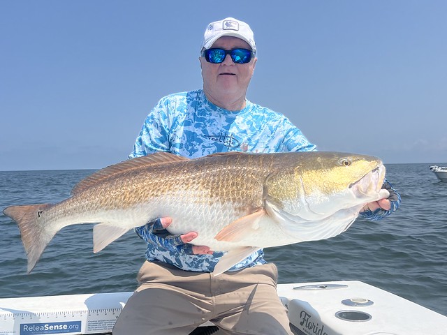 Large red drum