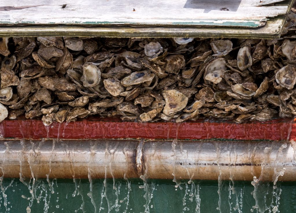 Oyster shell being dropped from a boat