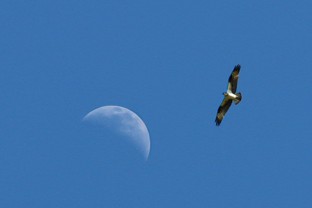 First quarter moon with osprey flying by