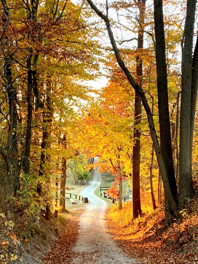 Winding path through golden colored trees.