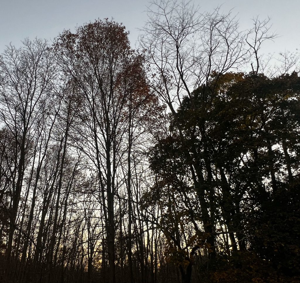 Trees, mostly bare, stand dark against a sunset backdrop.