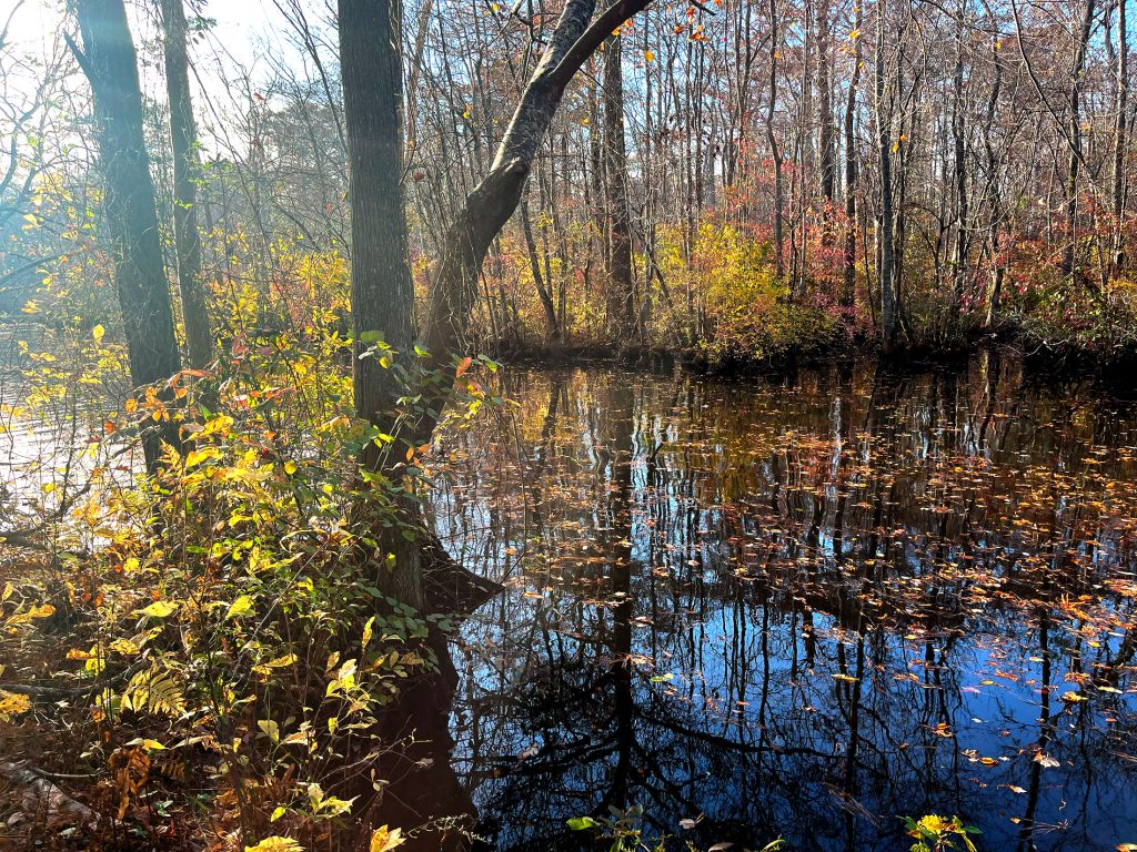 Colorful leaves litter the dark waters of the Pocomoke River