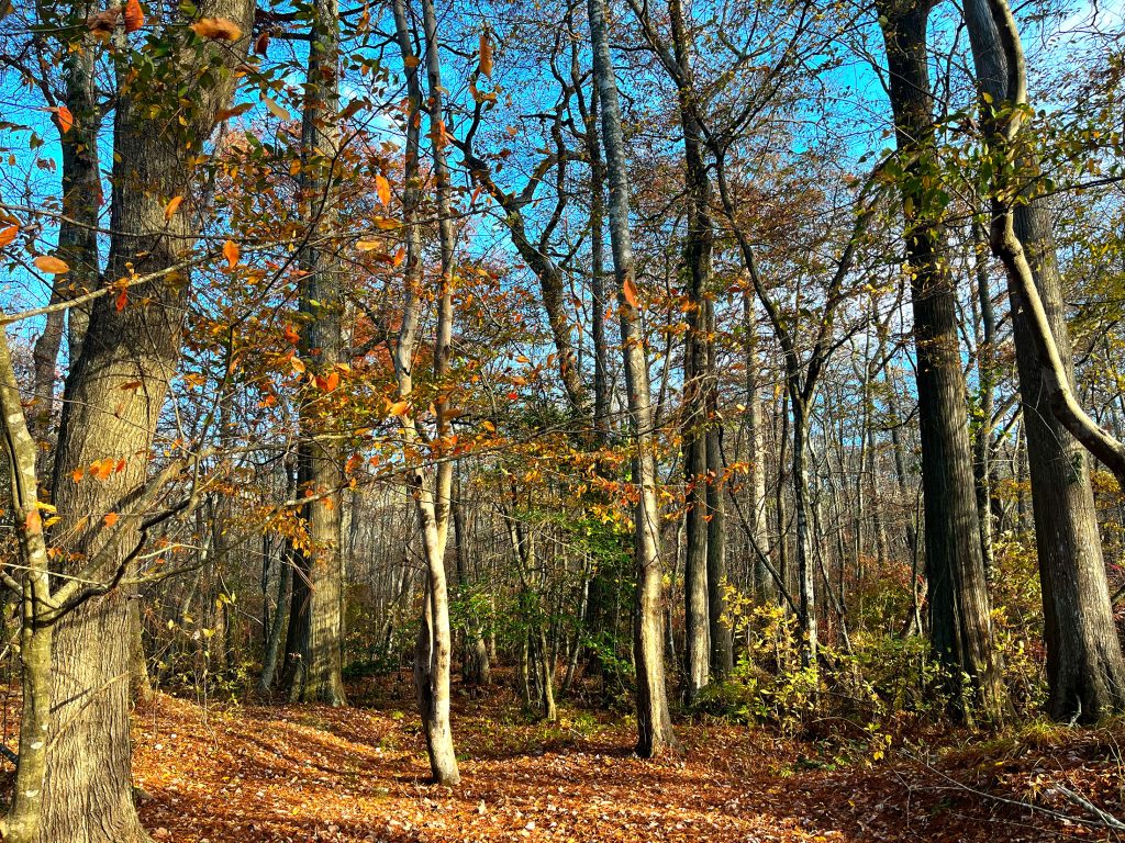 More leaves on the ground than in the trees at Pocomoke State Forest