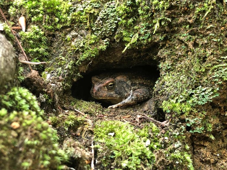 Toad Den Estivation- A Midsummer’s Nap