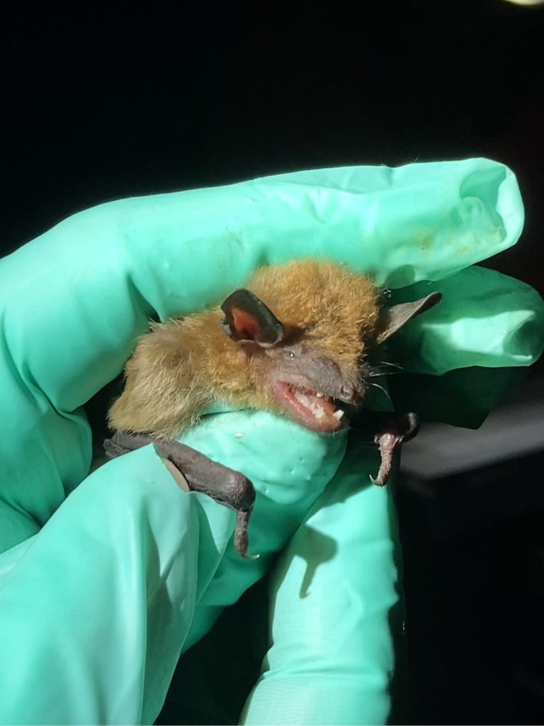 A Big Brown Bat (Eptesicus fuscus) being held for data collection during a field survey. Photo by: Sadie Rozics, University of Aberdeen.