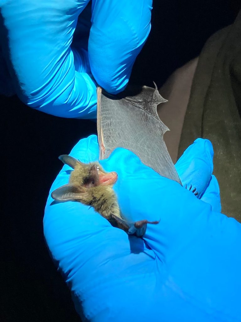 A Northern Long-Eared Bat (Myotis septentrionalis) with its wing stretched out while being examined during a field survey. Photo by Sadie Rozics, University of Aberdeen.