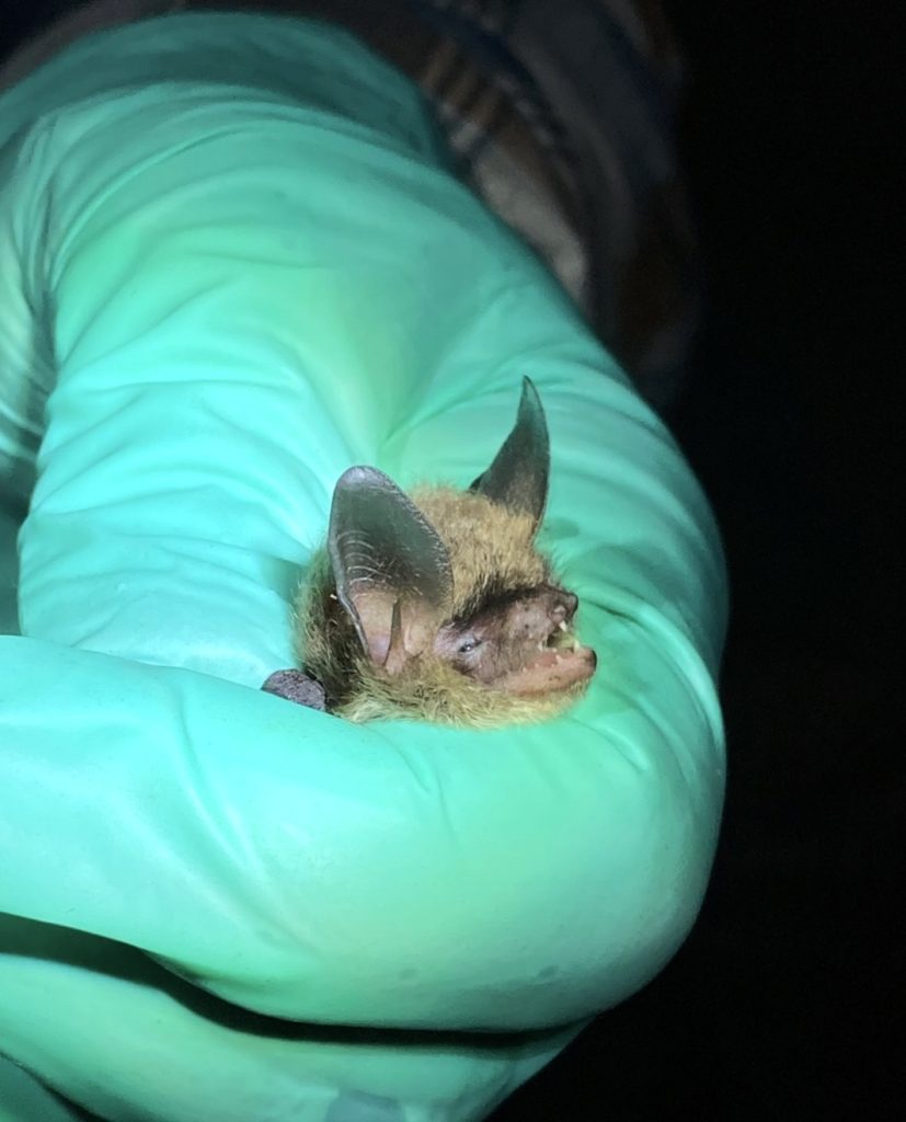 The face of a Northern Long-Eared Bat (Myotis septentrionalis) being held during a field survey. Photo by Sadie Rozics, University of Aberdeen.