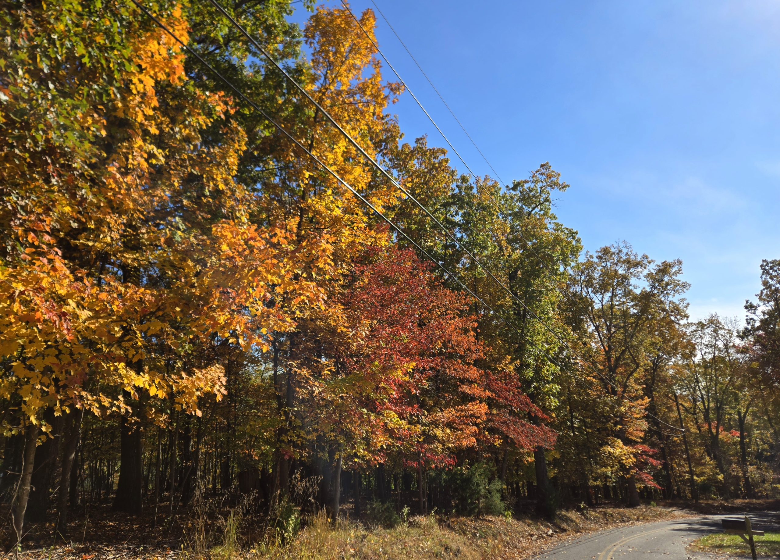 Roadside foliage near Keedysville. Photo by Bob Schwartz.