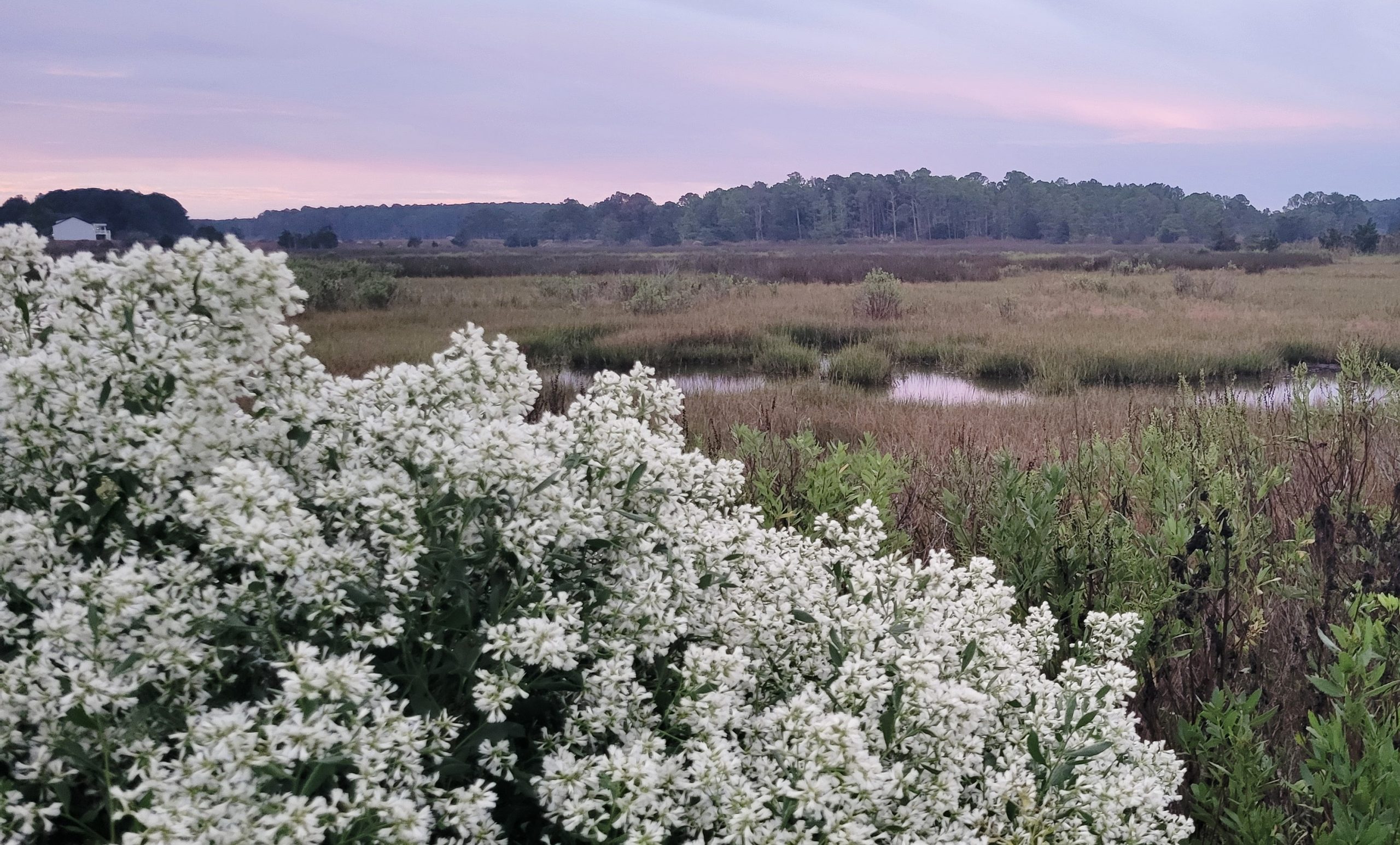 Waterbush, groundsel or saltbush, are putting their profuse white flowers on display.Photo by Rachel Egolf.