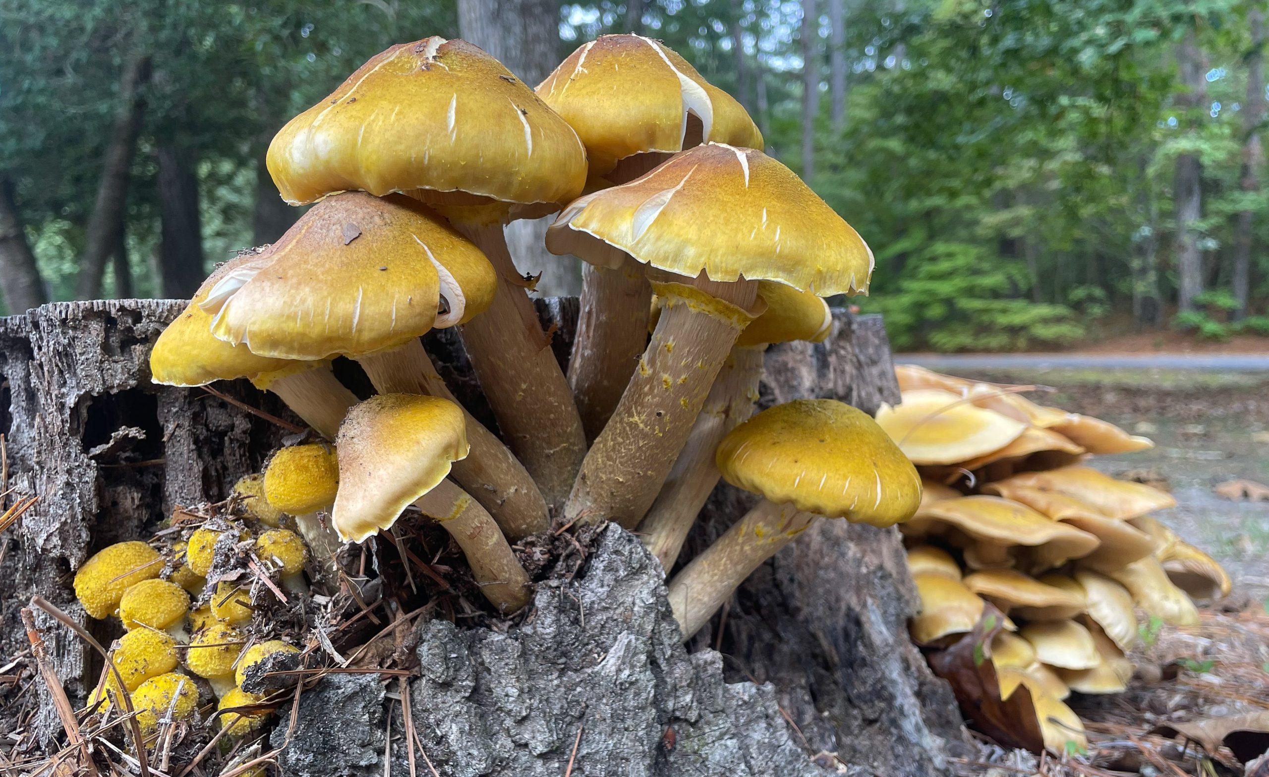 Honey mushrooms grow at Shad Landing. Photo by Anthony Jenkins.