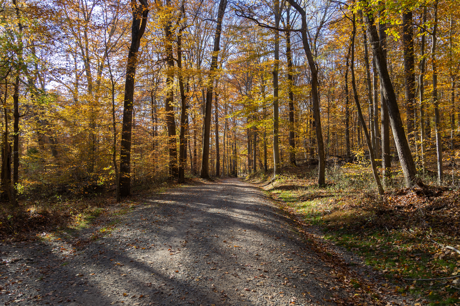 Fall foliage at Fair Hill NRMA.