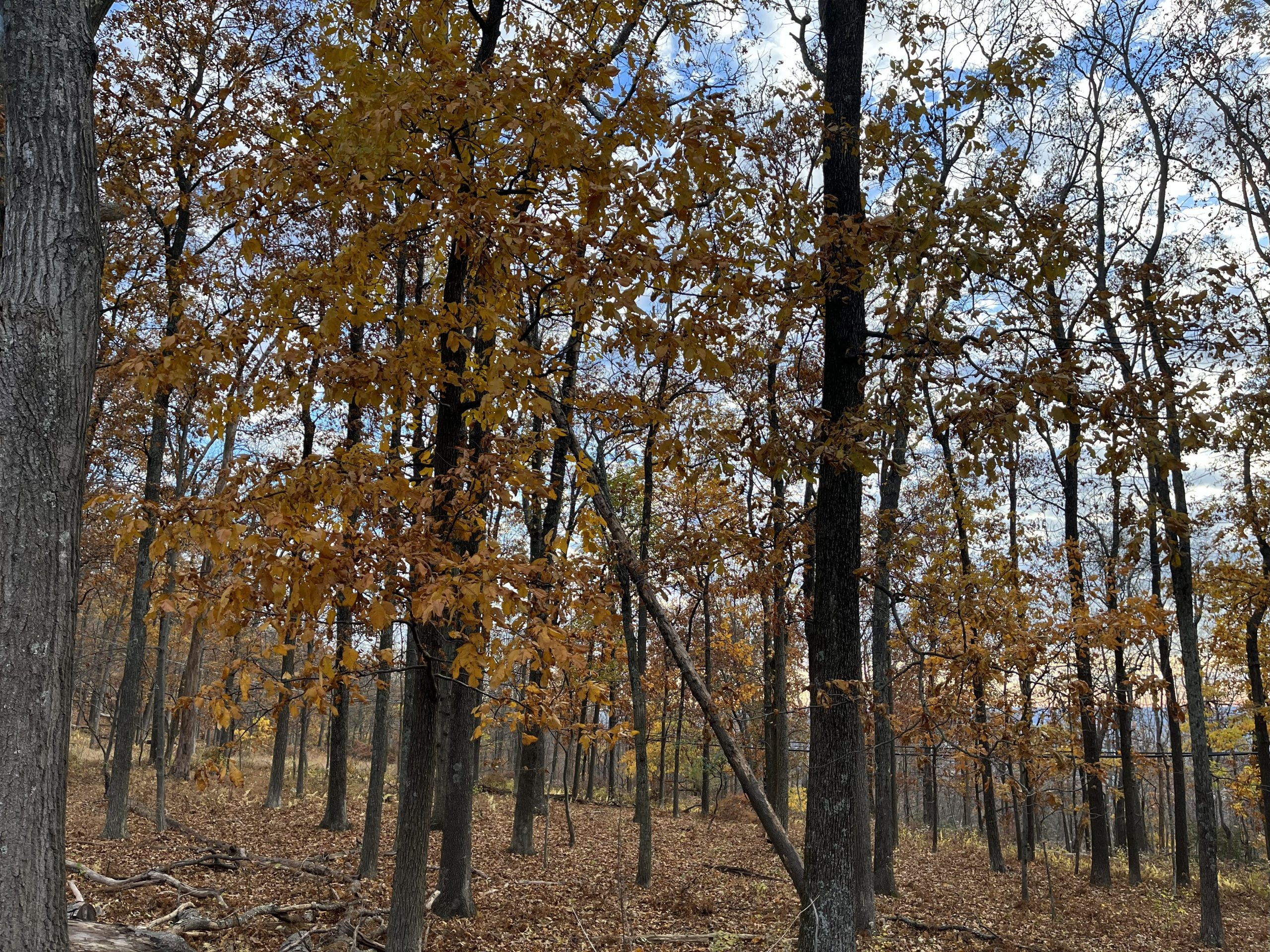 Changing foliage at Gambrill State Park.