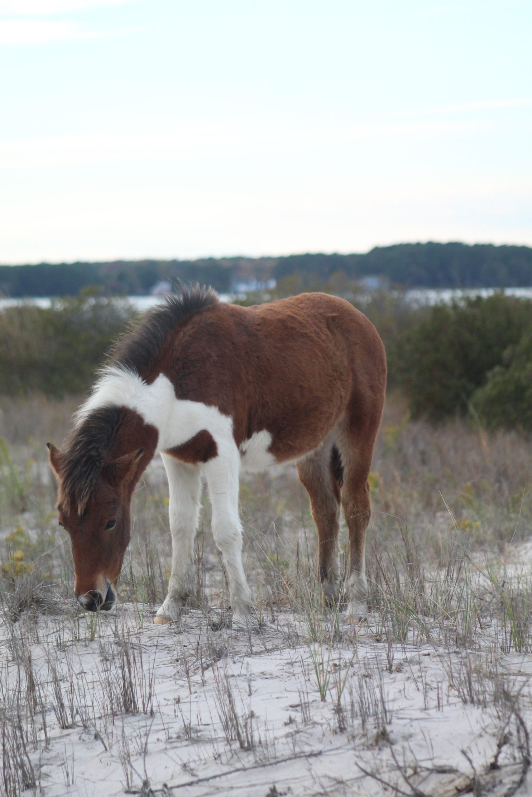 A foal with a thick coat of fur