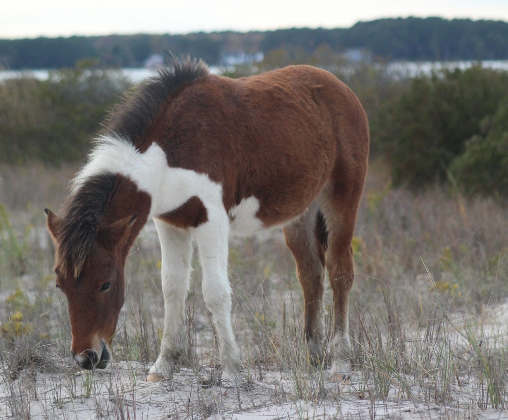 A foal with a thick coat of fur