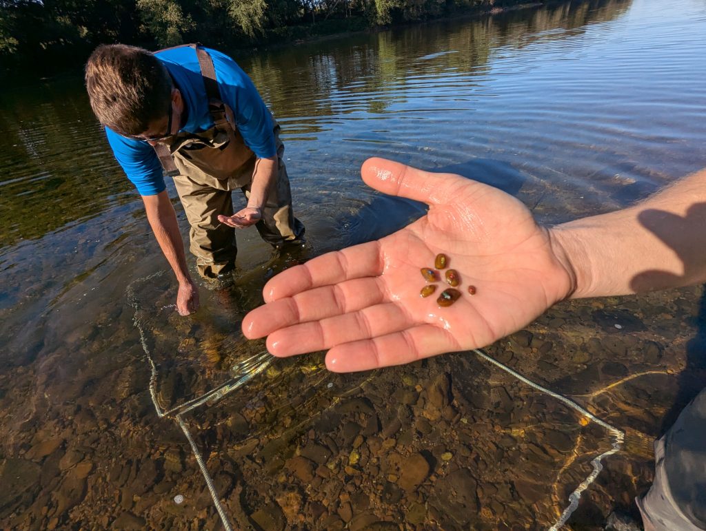 A hand holding small mussels next to a river