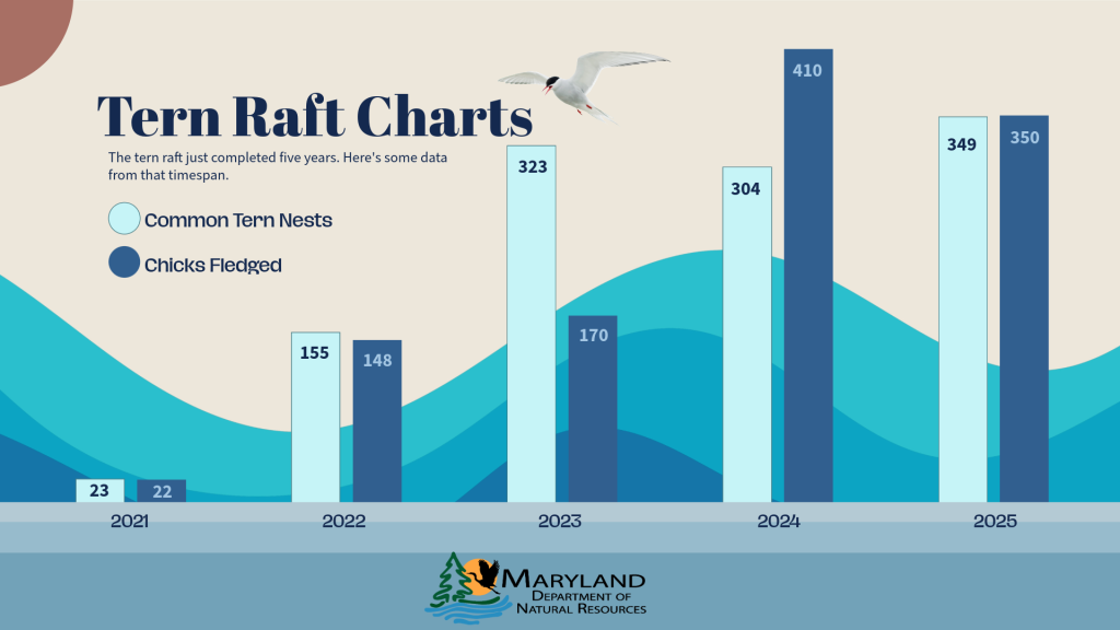 Graphic showing terns on the tern raft over time