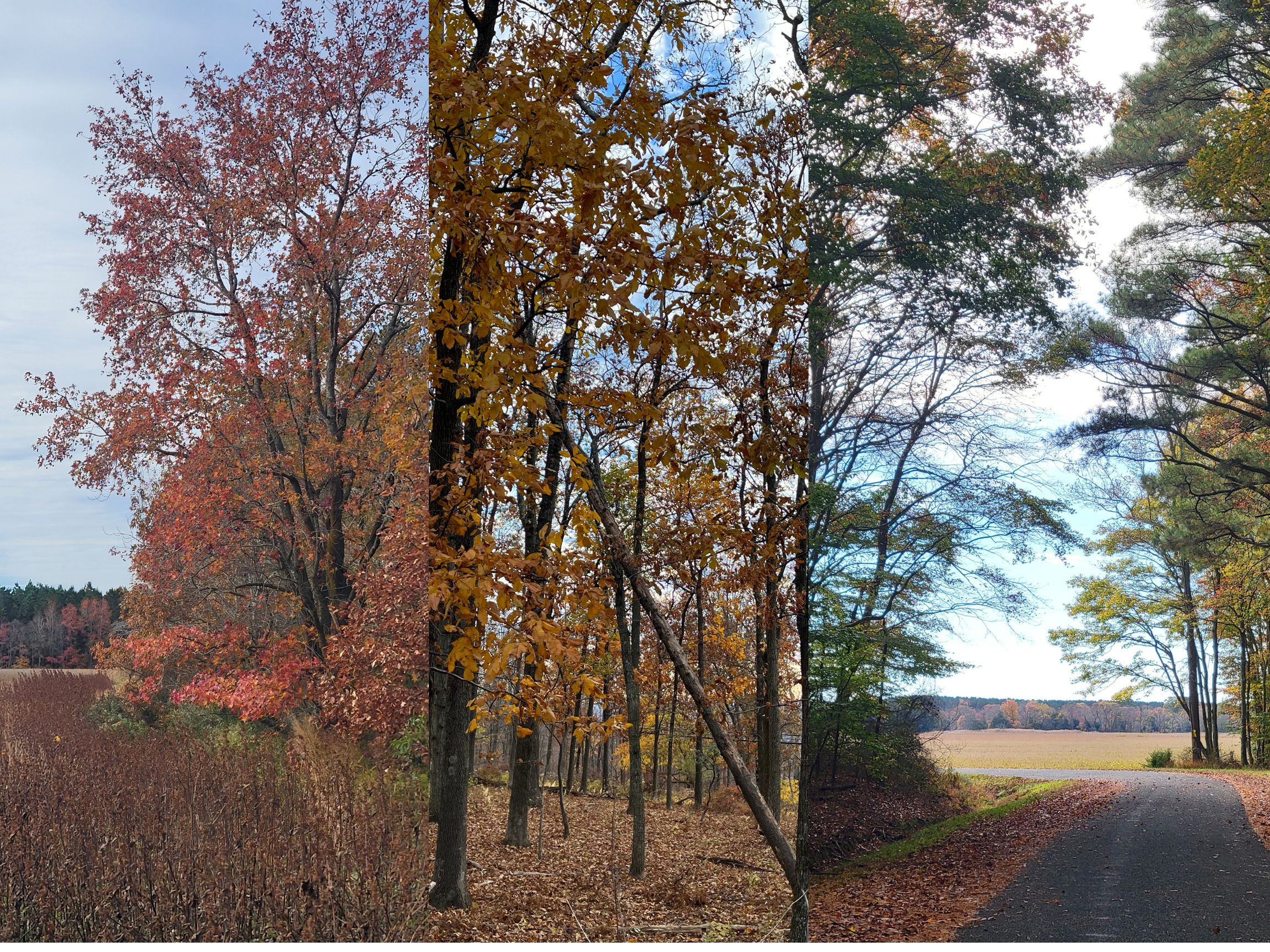Foliage around Somerset County during the last week of October/first week of November.