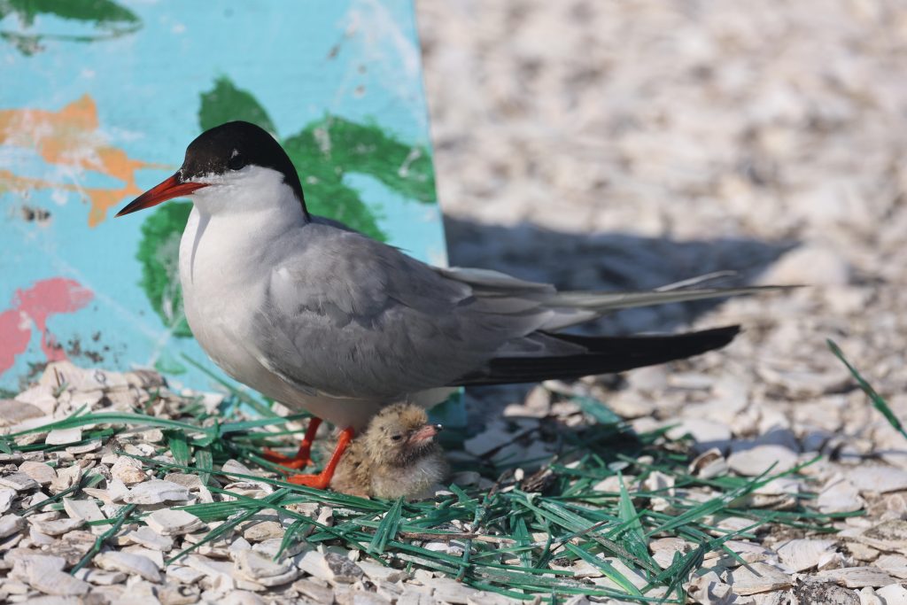 A bird and a chick on a nesting site