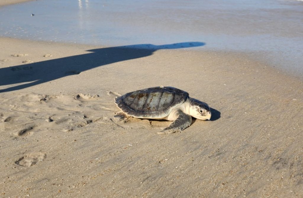 Turtle on a beach