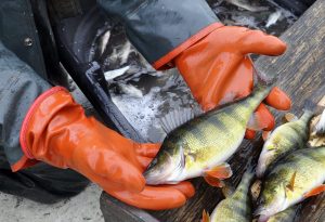 Scientists wearing gloves holding yellow perch