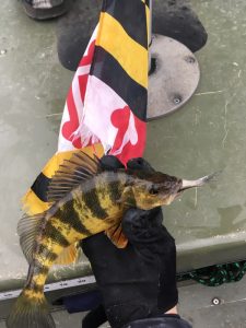 A fish next to a flag