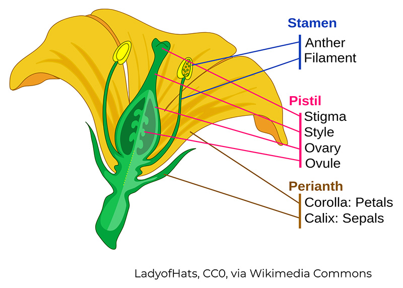 LadyofHats, CCO, via Wikimedia Commons