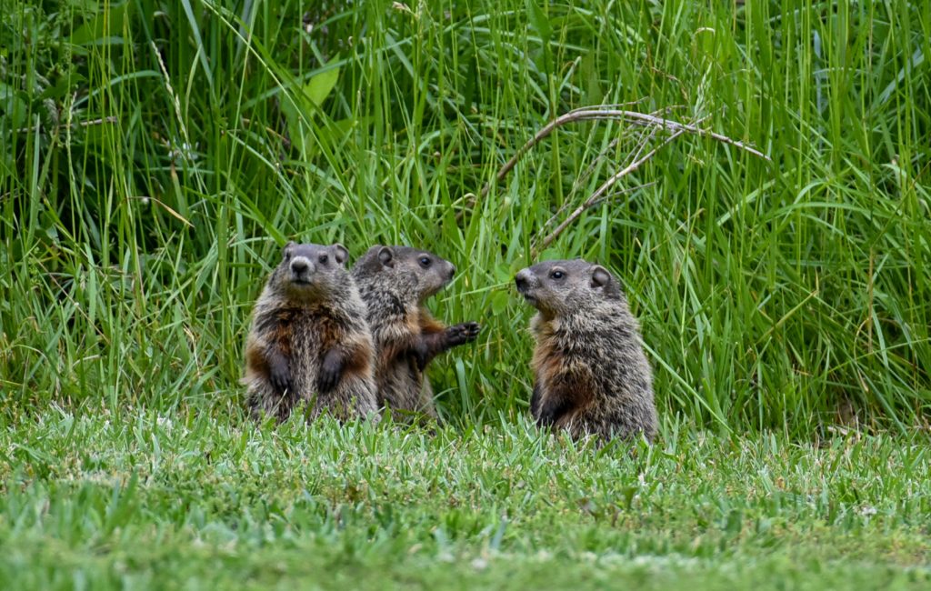 Groundhog family holding a meeting by Abubakar Ringim, DNR Photo Contest 2023