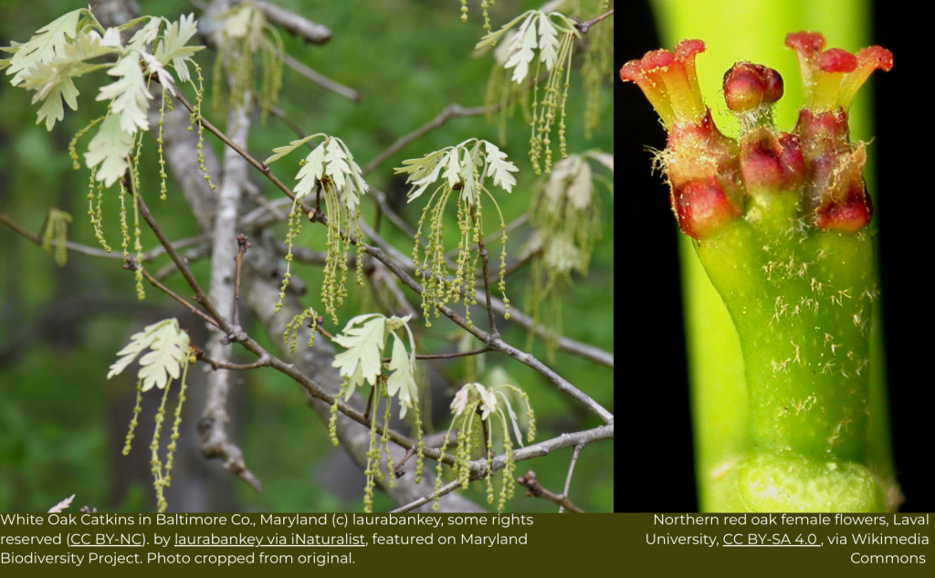 Left Image: White Oak Catkins in Baltimore Co. Maryland (c) laurabankey, some rights reserved (CC BY-NC). By laurabankey via iNaturalist, featured on Maryland Biodiversity Project. Right Image: Northern red oak female flowers, Laval University, CC BY-SA 4.0, via Wikimedia Commons