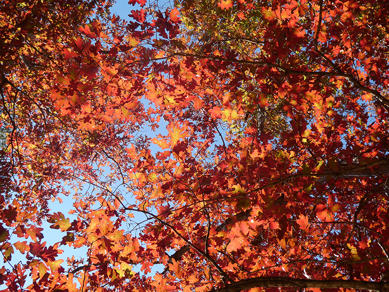 Quercus alba Fall Color by Robert Severynse, DNR Photo Contest 2021
