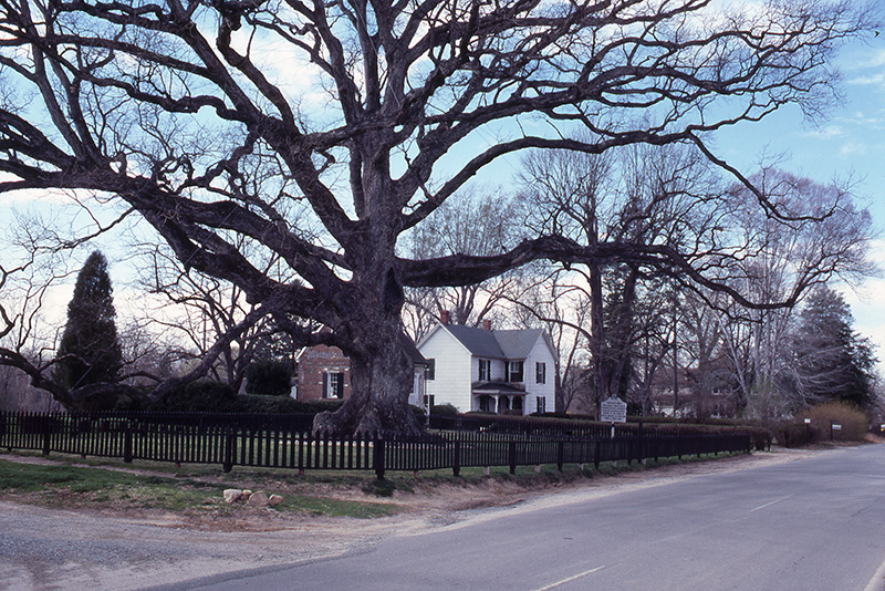 Wye Oak, April 1977, taken by DNR Staff