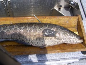 Fish with a tag