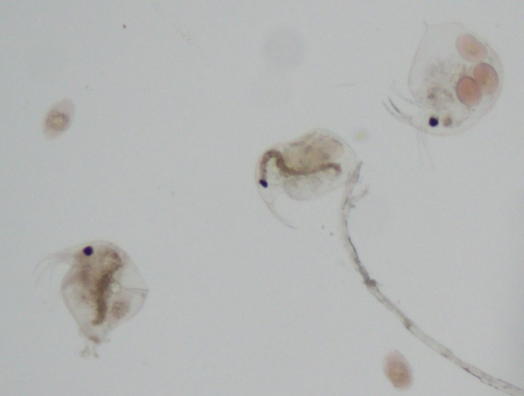 Zooplankton viewed under a microscope