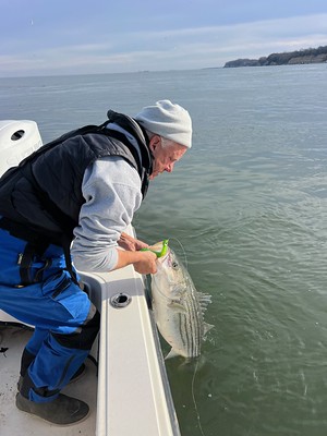 A fisherman handling a striped bass in the water