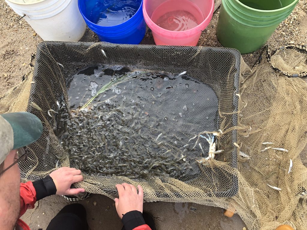 A net lowered into a bucket with numerous aquatic wildlife