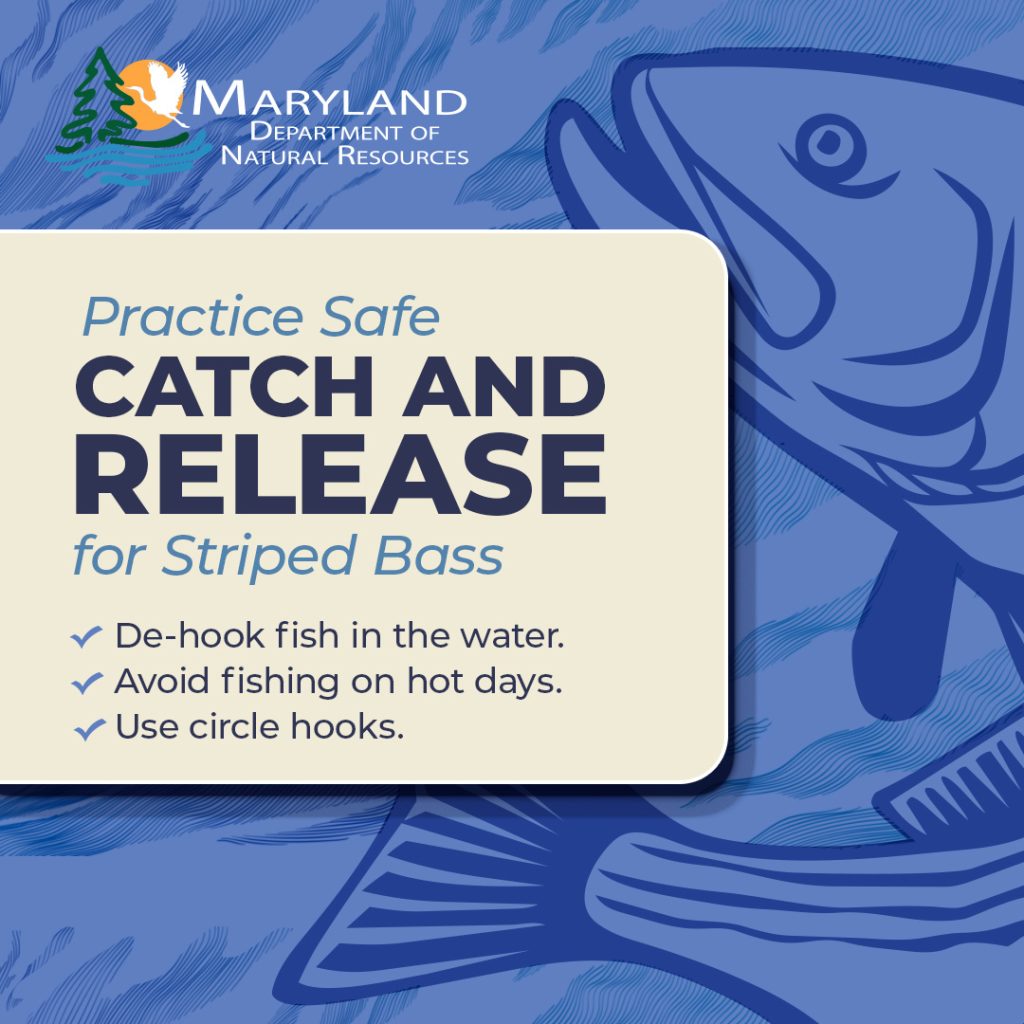 A graphic showing safe catch-and release techniques: de-hook fish in the water, avoiding fishing on hot days, and use circle hooks.