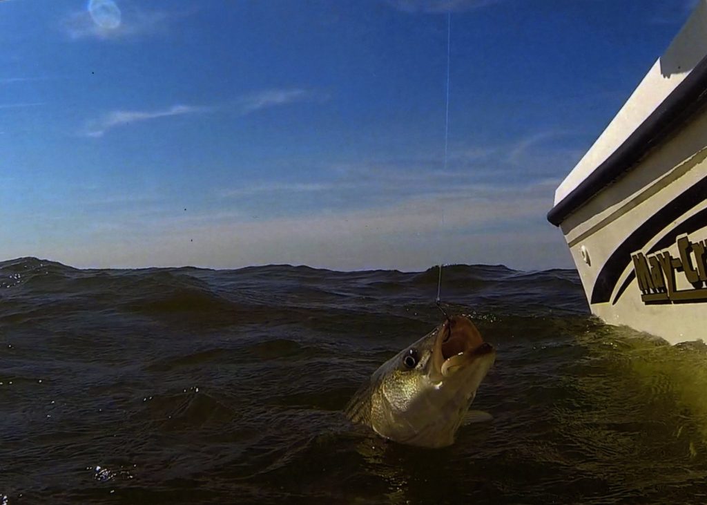 A striped bass hooked next to a boat with the sky in the background