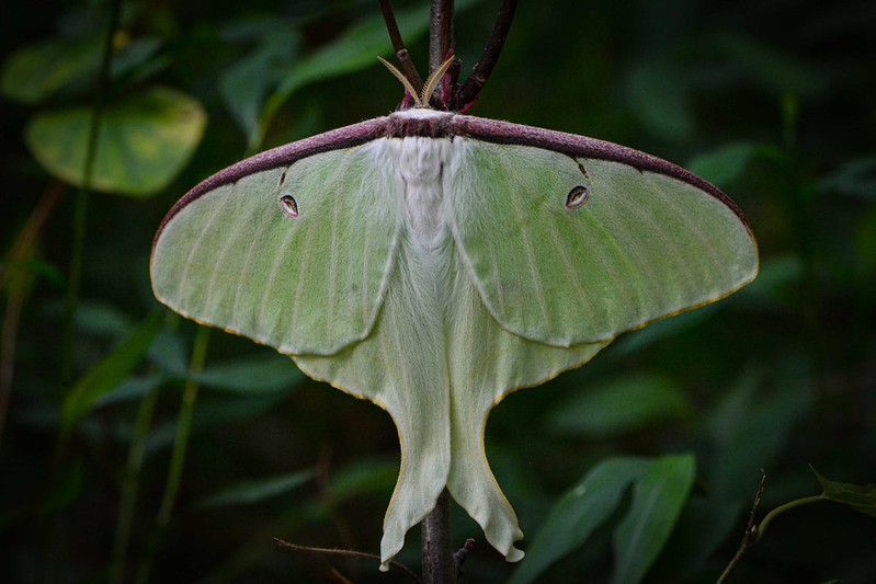 A large luna moth resting on a branch