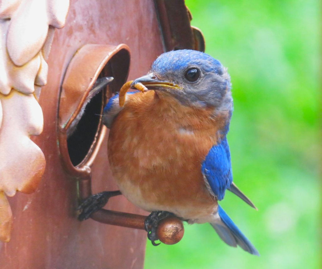 Blue Bird feeding time Rosedale Yannayon, DNR Photo Contest 2023