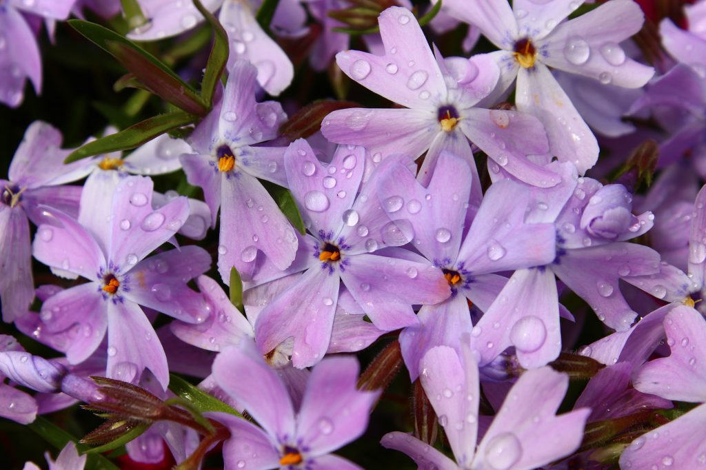 Cercis Canadensis Flowers by Robert Severynse, DNR Photo Contest 2021