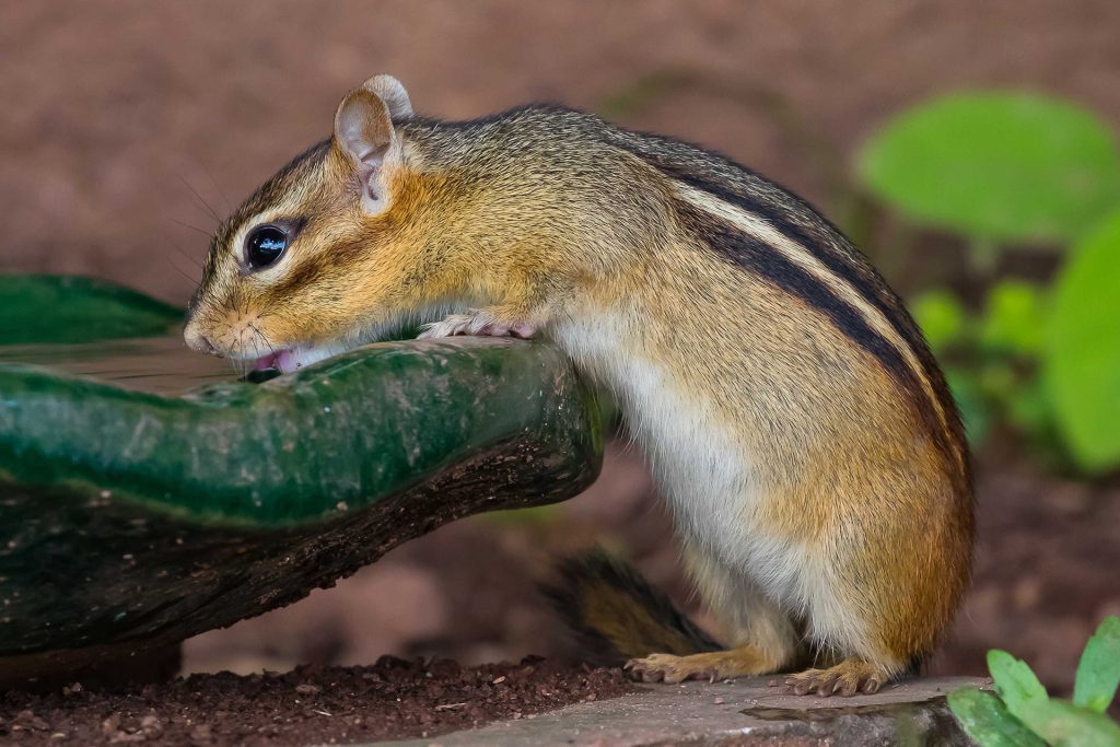 Tiny Thirsty by Sharon Sexton, submitted to Maryland DNR Photo Contest 2019