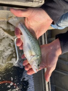 Person holding a small fish