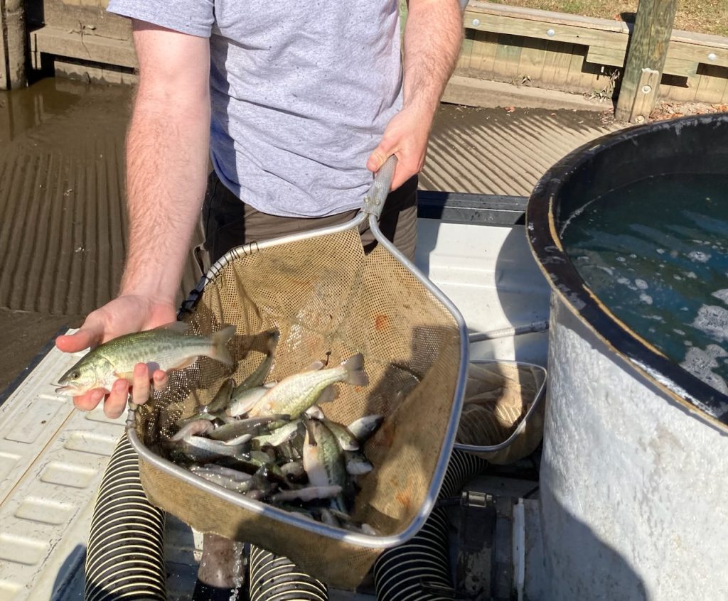 Man holding fish in a net