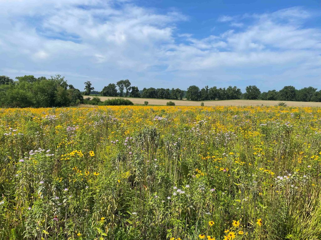 A field with trees in the background