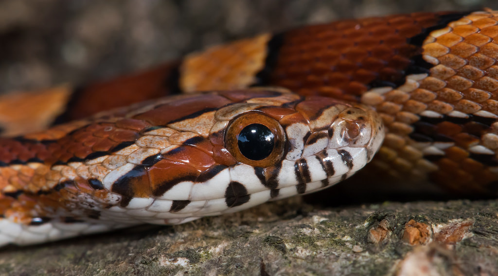 A Red Cornsnake in Howard County (7/26/2015), by Bonnie Ott