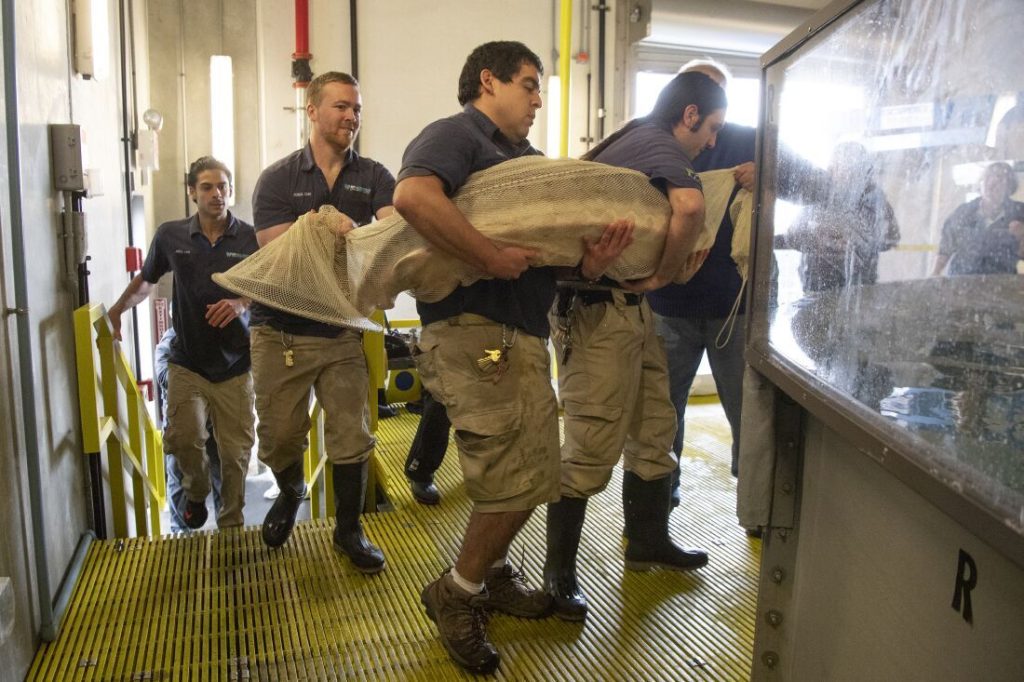 DNR and New York Aquarium staff help transfer sturgeon in 2018. Photo by Julie Larsen Maher, Maryland Department of Natural Resources.