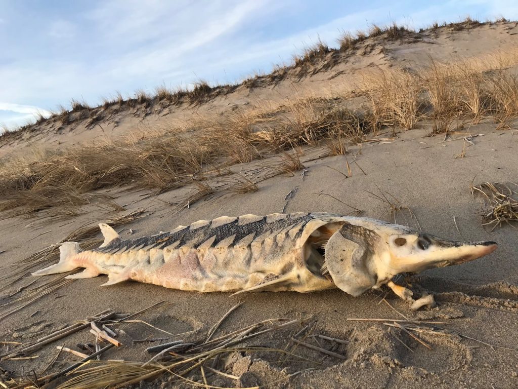 Skeletonized Atlantic Sturgeon on beach at Parker River National Wildlife Refuge. U. S. Fish and Wildlife Service - Northeast Region. The bony plates called scutes are fully on display.