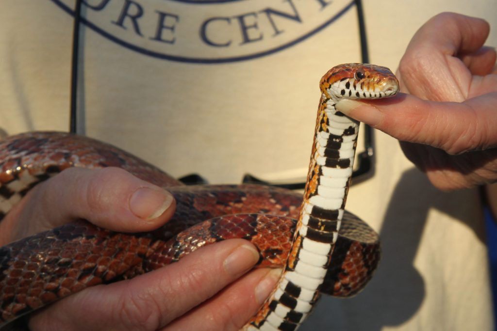 Corn snake showing the mottled or irregular checkerboard pattern on their belly at Chattahoochee Nature Center by muffinn from Worcester, UK, CC BY 2.0, via Wikimedia Commons